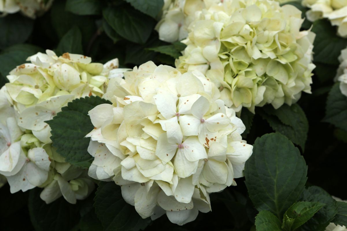 Hydrangea macrophylla.jpg